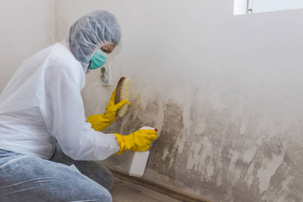 Mold Documentation for Insurance Claims in Hettinger, ND